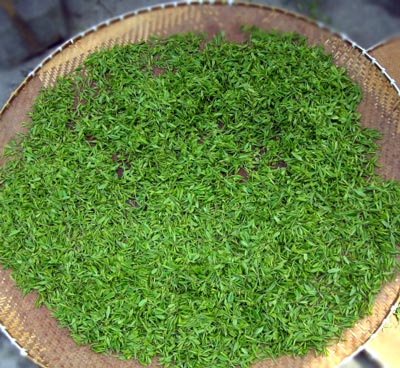 龙井茶